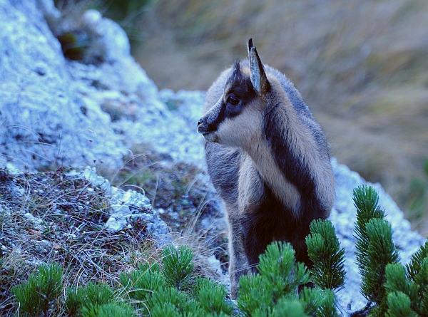 Camoscio d''Abruzzo Rupicapra pyrenaica ornata